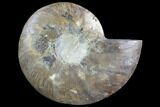 Agatized Ammonite Fossil (Half) - Agatized #91174-1